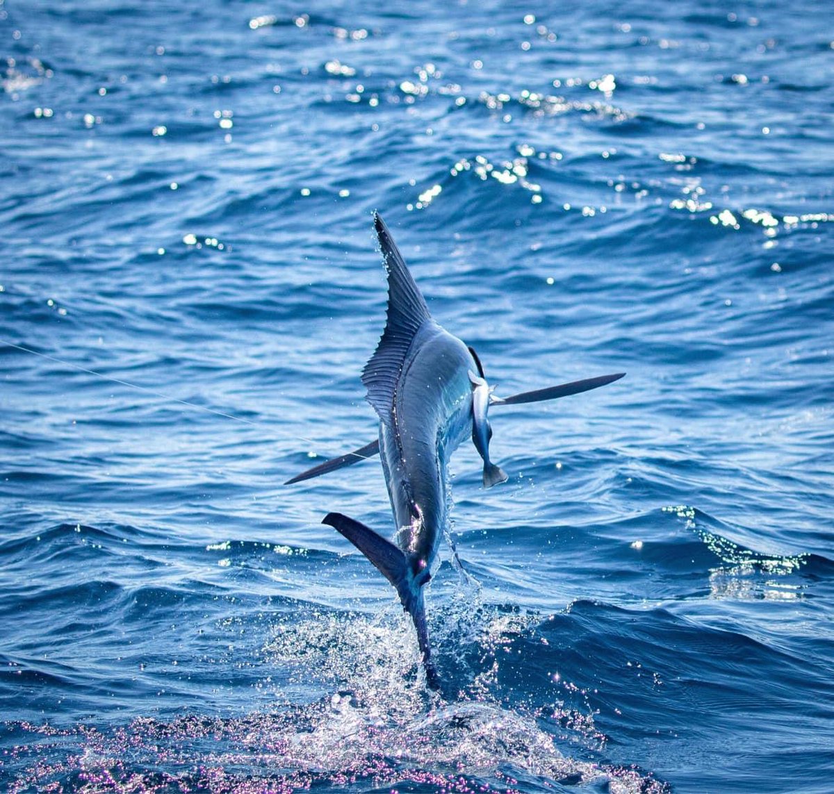 BillfishReport's tweet photo. Cabo, MX - Caliente released 183 Striped Marlin.  #mexico #cabo #stripedmarlin https://t.co/ln1YWD87lP