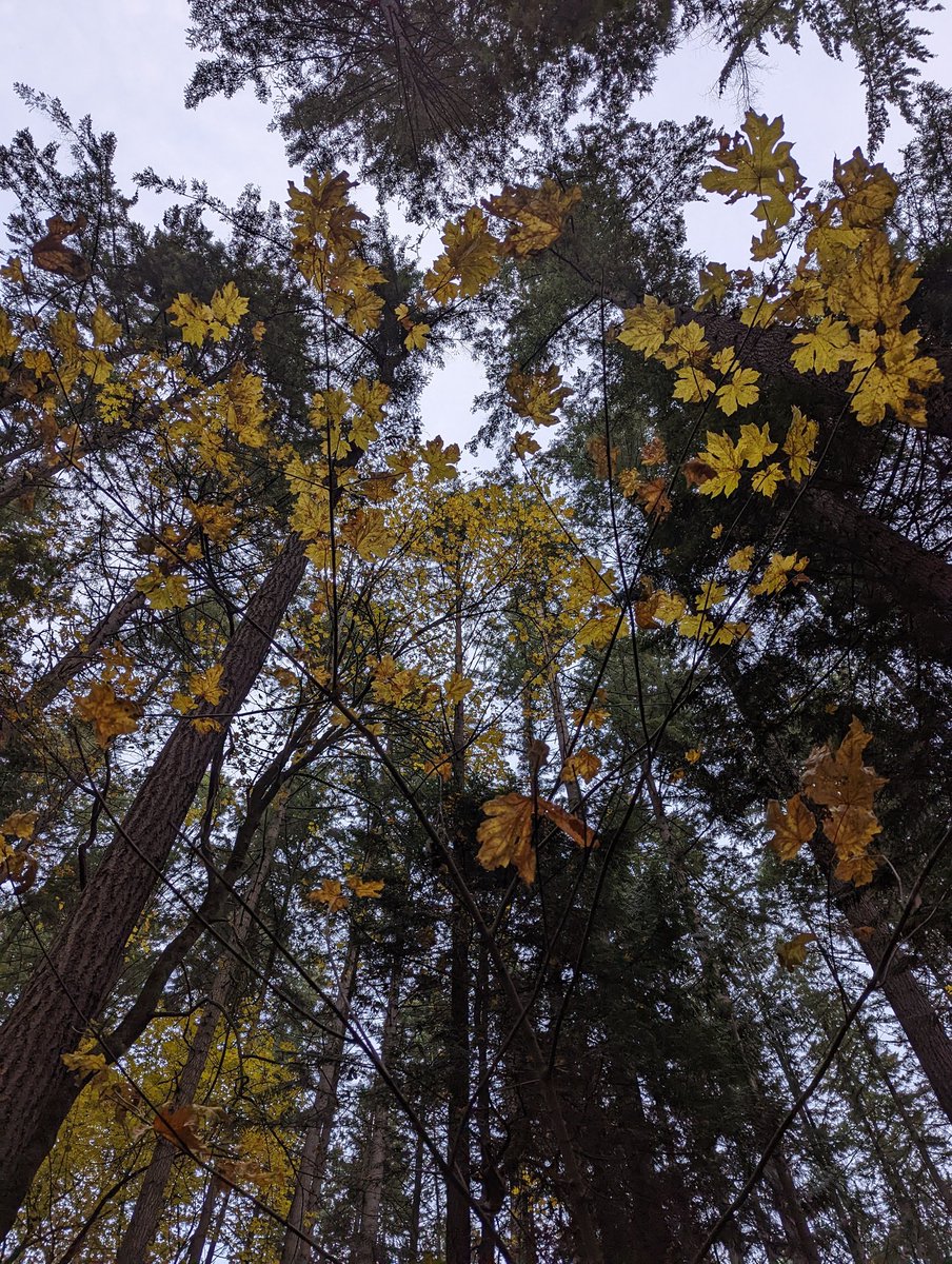 Blue Canoe Richmond tweet media