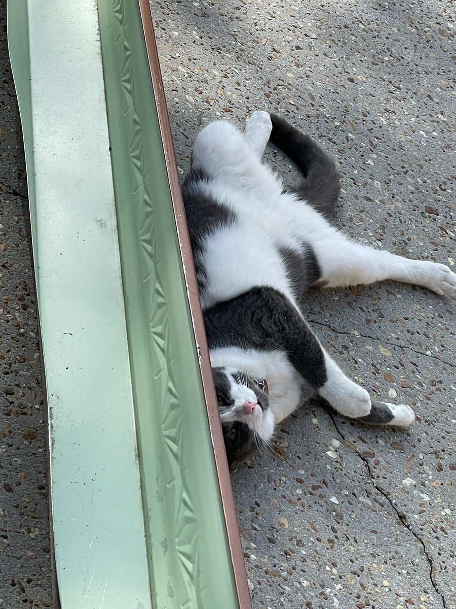 BrownieTurd's tweet photo. Gutter cat. What a weirdo!! 🤣 #GutterCat #GutterTurd #KittyTurd #SprinkleThis https://t.co/71ROm9xXuF