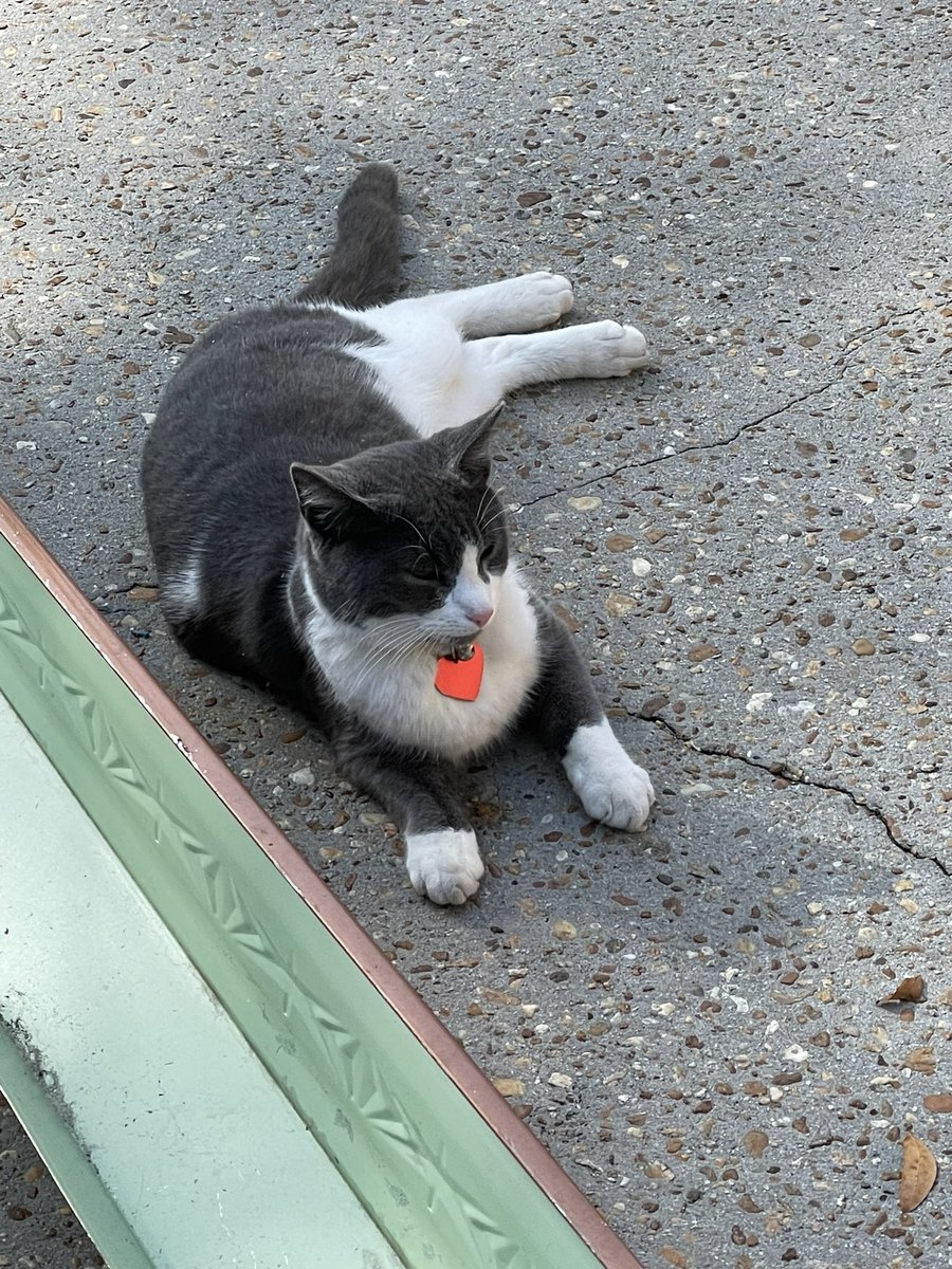 BrownieTurd's tweet photo. Gutter cat. What a weirdo!! 🤣 #GutterCat #GutterTurd #KittyTurd #SprinkleThis https://t.co/71ROm9xXuF