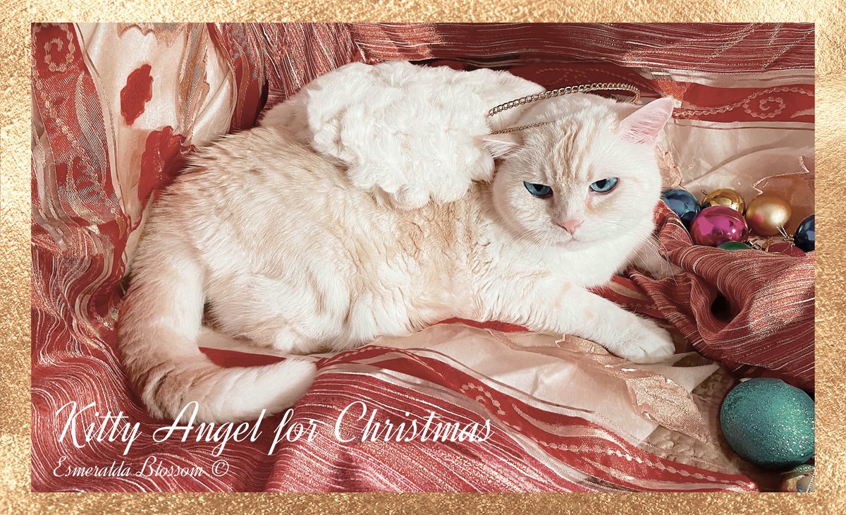 My #beloved #cat Ulysses, Kitty #Angel for #Christmas #Photography #Artwork. “Angels in the #Nativity scene, appeared in the #sky over #Bethlehem to announce the #birth of the #Christ #Child” 
zazzle.com/collections/ki… #esmeraldablossom #akashicgardens #consciousselfimprovement #si
