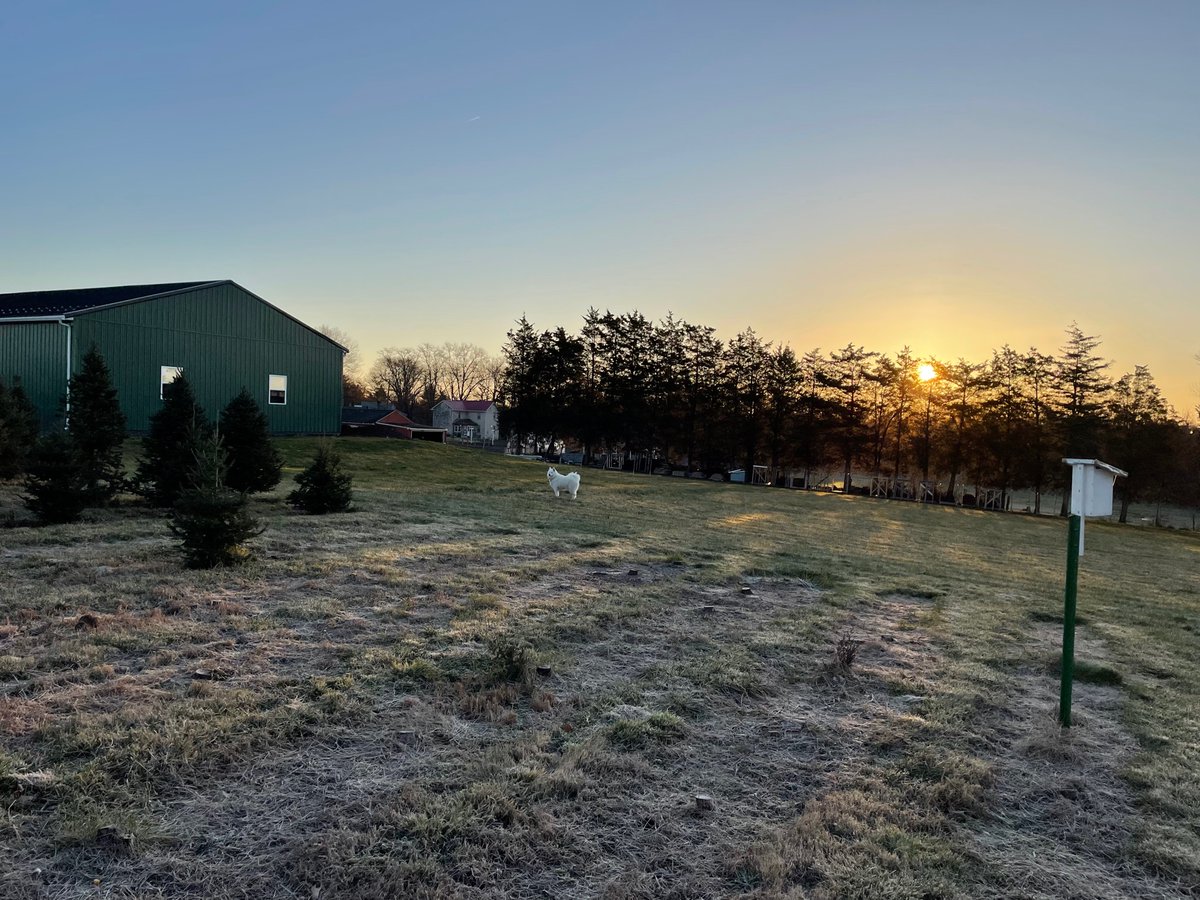 Em_Sitko's tweet photo. Beautiful day on the farm! ‘Tis the season… 🎄   #familyfarm #supportlocalbusiness https://t.co/v56CmYGvV8