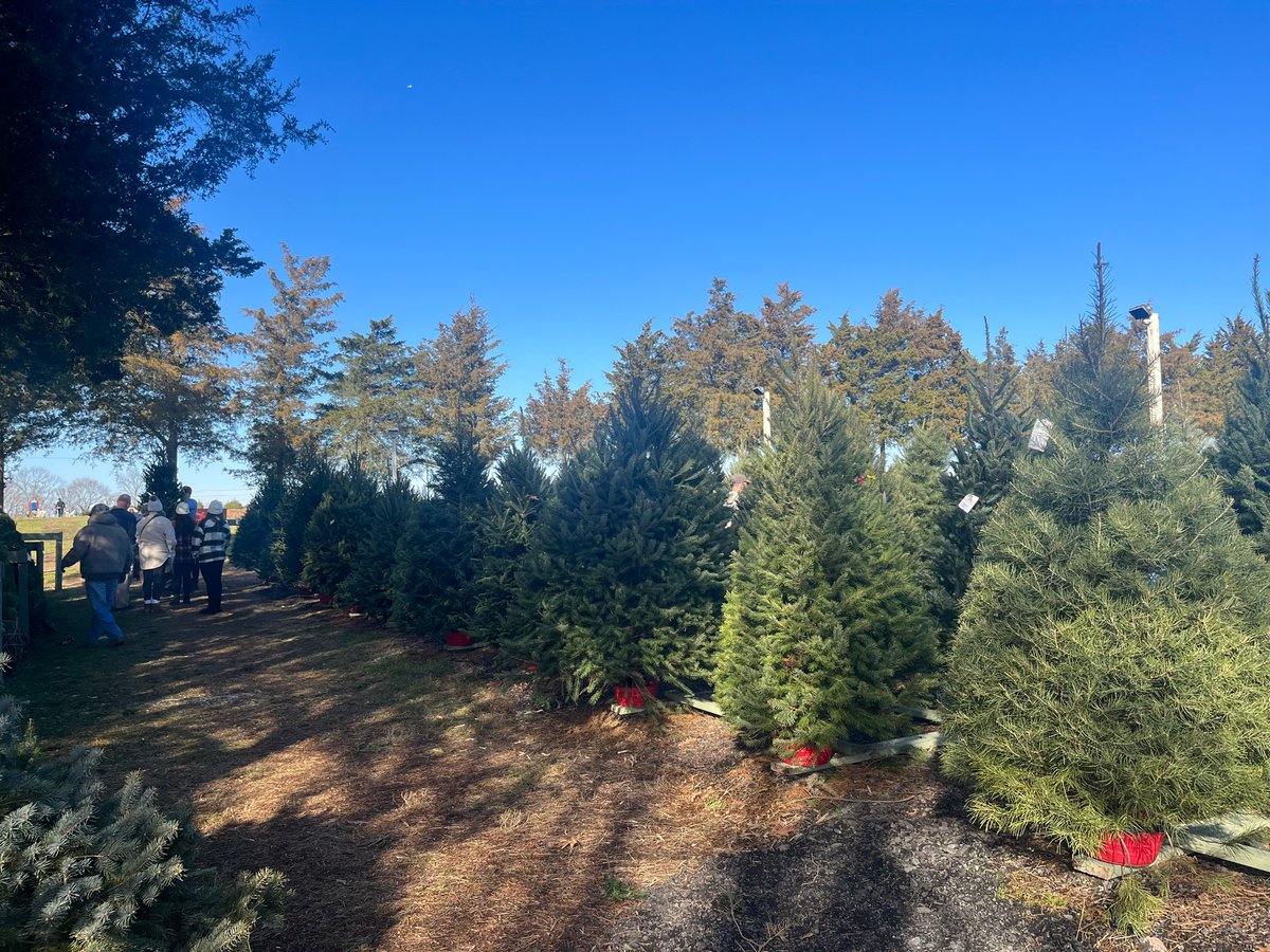 Em_Sitko's tweet photo. Beautiful day on the farm! ‘Tis the season… 🎄   #familyfarm #supportlocalbusiness https://t.co/v56CmYGvV8