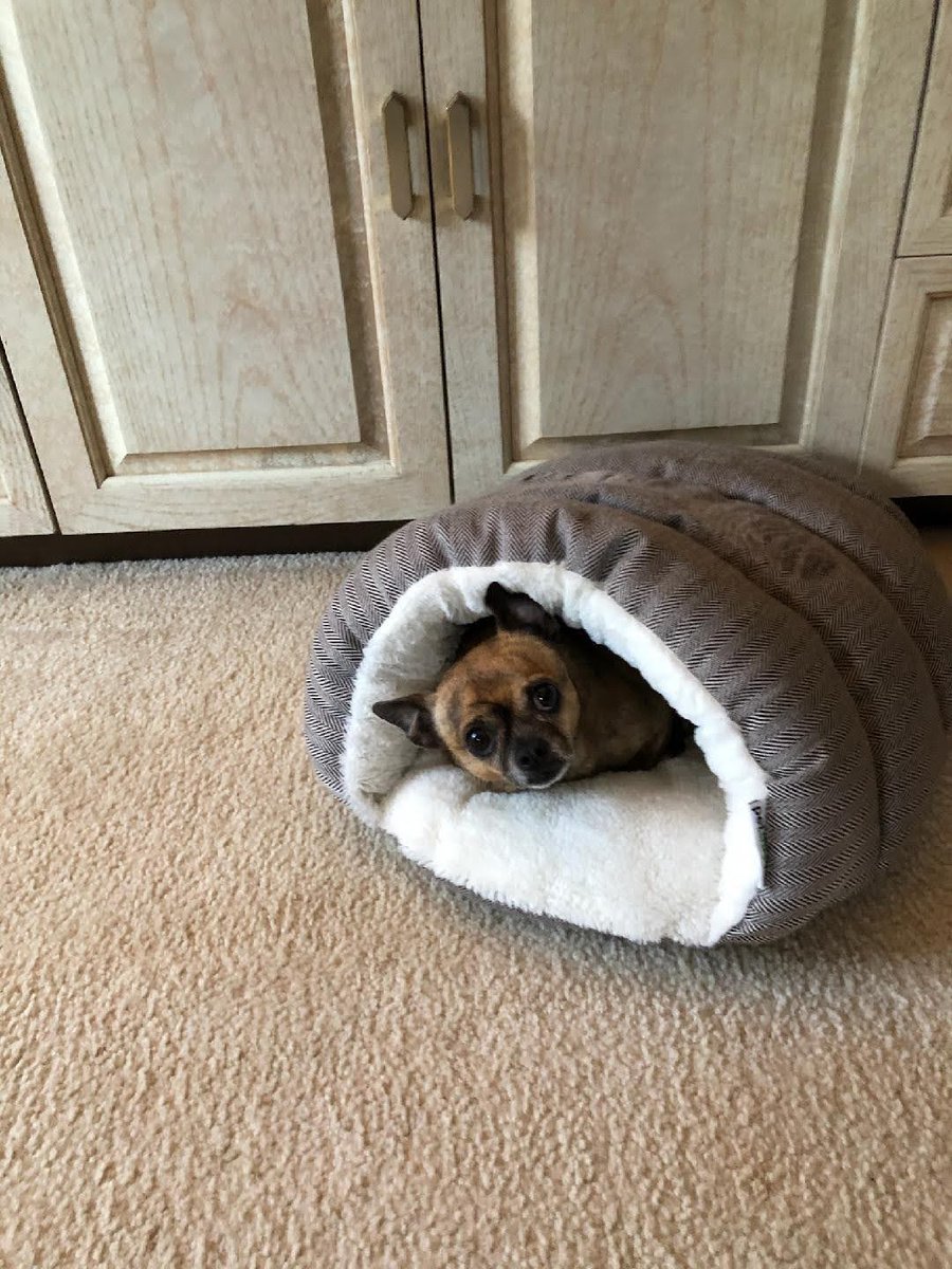 ryanYT88's tweet photo. @steph_zunz So tiny. Here is my boy Gizmo in his little burrito bed https://t.co/M6jI8tobOD