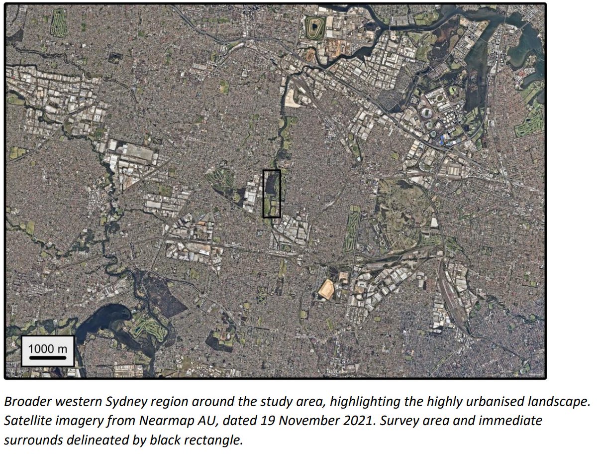 thomasmesaglio's tweet image. I surveyed Wategora Reserve in western Sydney for 380 hours from 2020-2022, recording 1926 species. The reserve contains the critically endangered community Cooks River/Castlereagh Ironbark Forest.
My final report + fully annotated/illustrated checklist at tmesaglio.github.io/duck-river-bio…