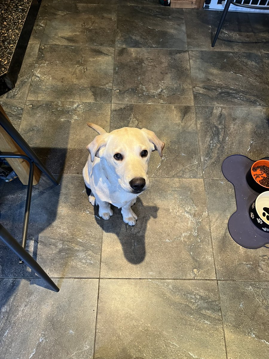 Lyns8843's tweet photo. These 2 as best mates, Jess (cat) loves to give Riley everything from the kitchen work top and help him dig up the garden 🤦‍♀️😂😂🐾❤️ https://t.co/glH2PgSEH3
