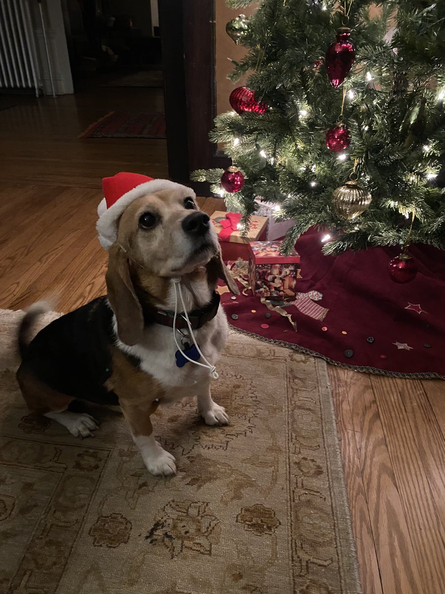 MillietheWB's tweet photo. I am 12 today!!  Another trip around the sun giving the white coats the double pfftttttt. I got vanilla ice cream 🍨 with chicken skin 😋. And I am Santa Paws too!!  #masonbfp #bfp #freagle #santapaws https://t.co/OgakY20BJC