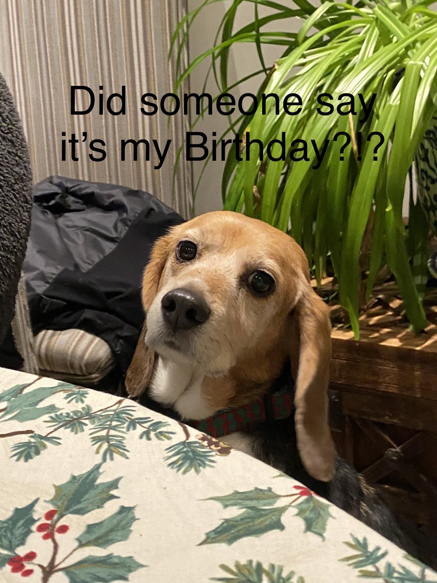 MillietheWB's tweet photo. I am 12 today!!  Another trip around the sun giving the white coats the double pfftttttt. I got vanilla ice cream 🍨 with chicken skin 😋. And I am Santa Paws too!!  #masonbfp #bfp #freagle #santapaws https://t.co/OgakY20BJC