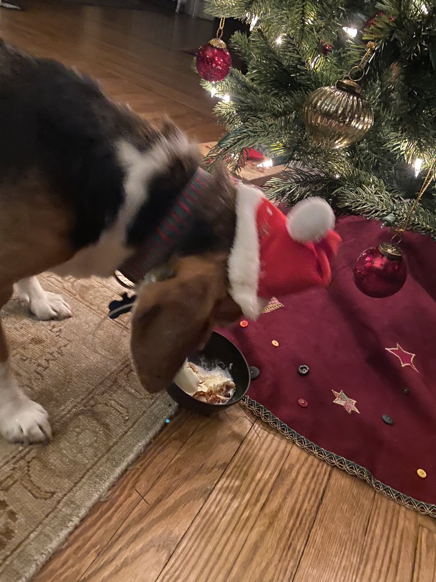 I am 12 today!!  Another trip around the sun giving the white coats the double pfftttttt. I got vanilla ice cream 🍨 with chicken skin 😋. And I am Santa Paws too!!  #masonbfp #bfp #freagle #santapaws