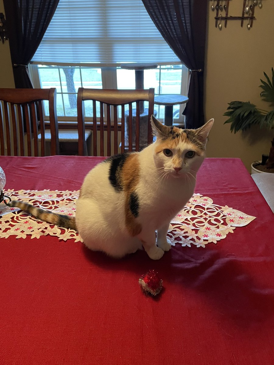 Day 4 of the Advent calendar - mom forgot to post it this morning! She got the picture and forgot to do something with it! We need new staff I think - this one doesn’t work right.