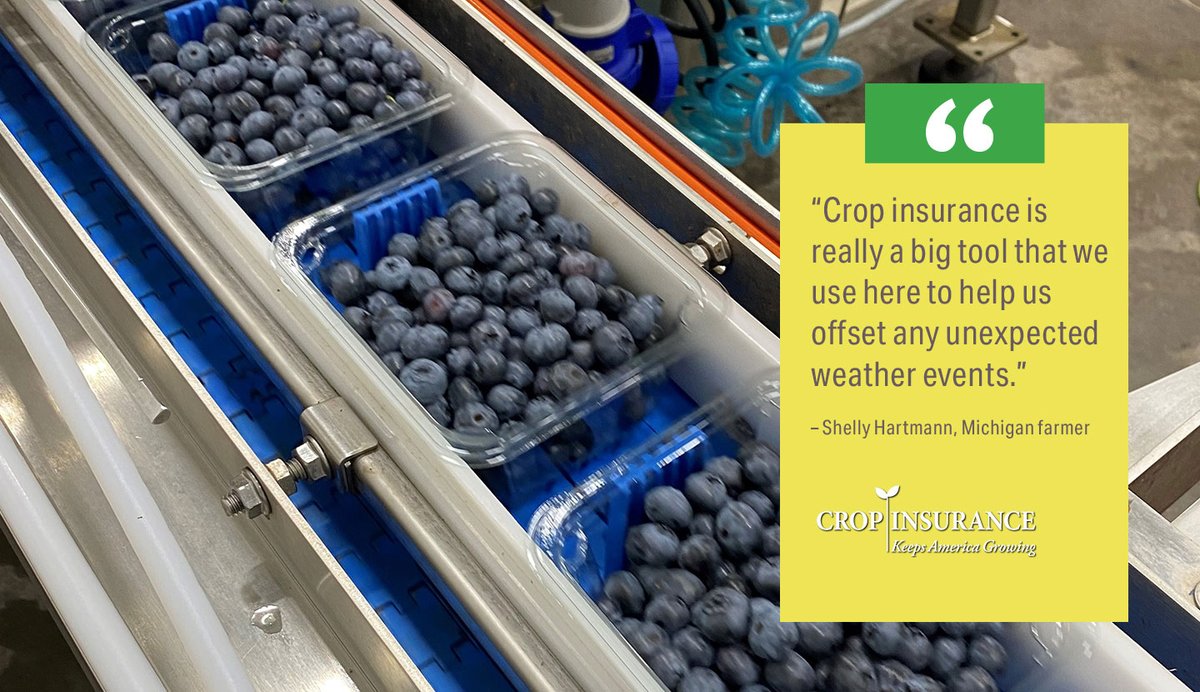 UScropinsurance's tweet photo. Michigan blueberry farmer Shelly Hartmann loves growing blueberries. That’s why she relies on #CropInsurance to help manage her risks. Watch her story: https://t.co/1fm2Z3oIfp. #RealStories #MichiganAg #InsureMyState https://t.co/3vSAECKtnX