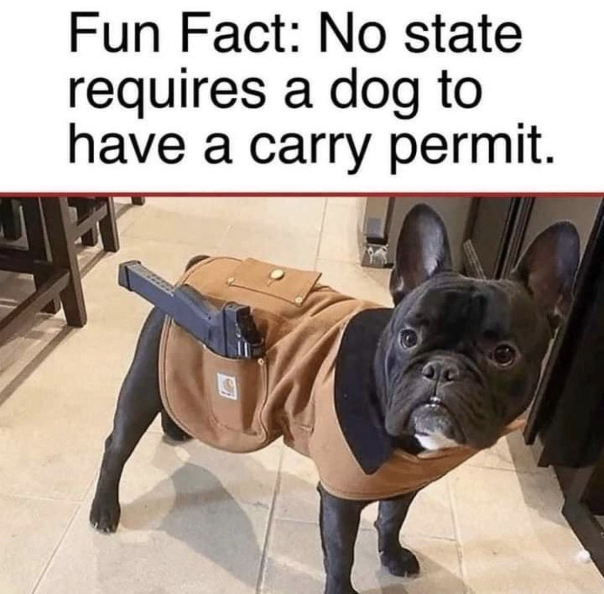 RtWingBerserker's tweet photo. #guns #glock #staystrapped #caninecarry #carhartt #2ndAmendment #gunlaws #extendedmagazine #frenchbulldog #weaponspermit https://t.co/bwTULezs3E