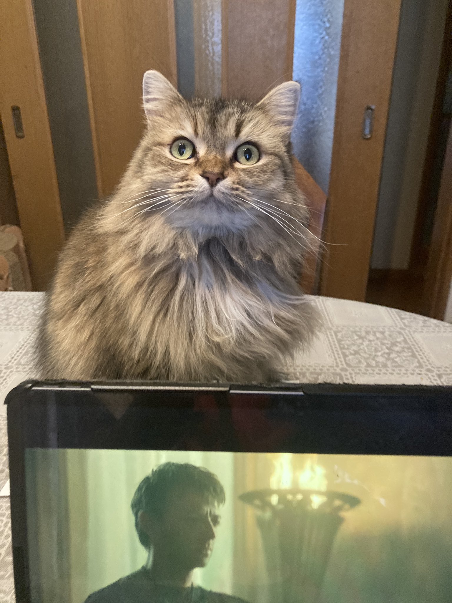 ムキー かまって欲しそうな猫を無視した結果 お怒りモードになってしまうw 話題の画像プラス