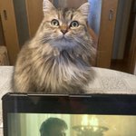 「ムキー!」かまって欲しそうな猫を無視した結果、お怒りモードになってしまうw