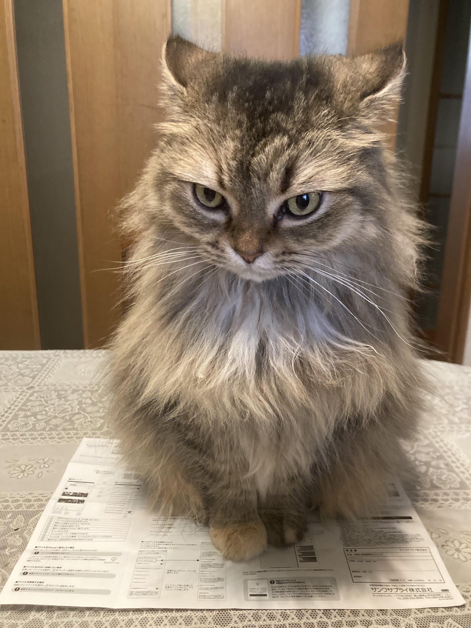 ムキー かまって欲しそうな猫を無視した結果 お怒りモードになってしまうw 話題の画像プラス