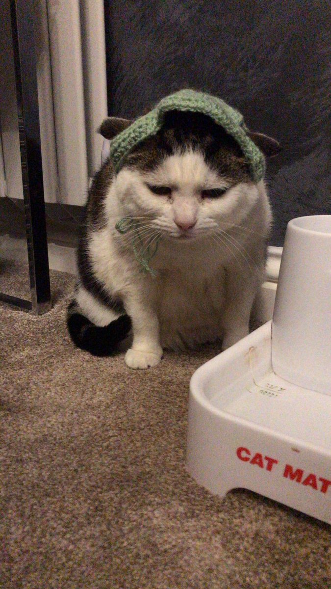 tsythemaa's tweet photo. @literallymecats most recent cat photo from the interwebs, most recent sophie photo (she didn’t like her hat) and most recent willow photo 💓 https://t.co/HDku34nJAp