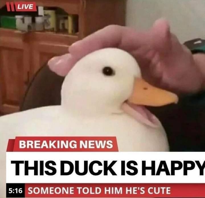 WholesomeMeme's tweet photo. https://t.co/N3gWqlJoOO