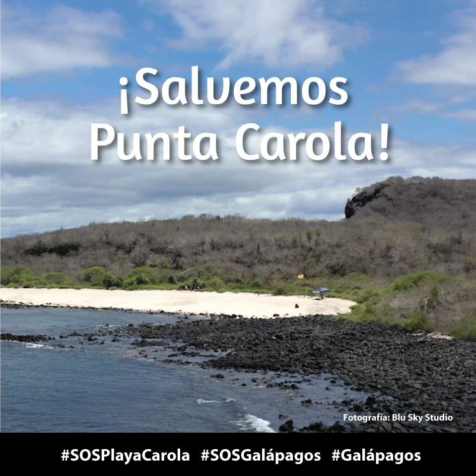 (1/5) ¡ALERTA EN GALÁPAGOS! Playa Carola – Galápagos necesita nuestra ayuda. No seamos cómplices de su destrucción. #SOSPlayaCarola #SOSGalápagos #Galápagos