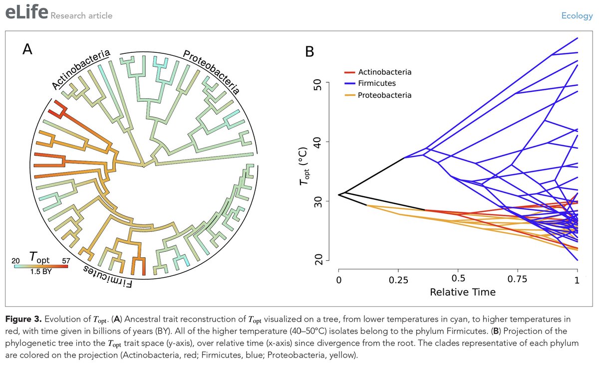 phytools_liam's tweet photo. Wow. Look at this great use of #Rstats #phytools plotting functions contMap &amp; phenogram in this recent @eLife paper by @EcologicalTom et al. 

"Latent functional diversity may accelerate microbial community responses to temperature fluctuations." https://t.co/ES6yVNwfxn https://t.co/8WVpzNgMEL