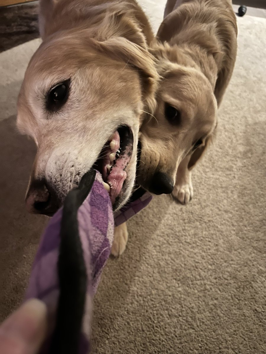 Maybe an action shot for the Christmas card? Yay or nay?