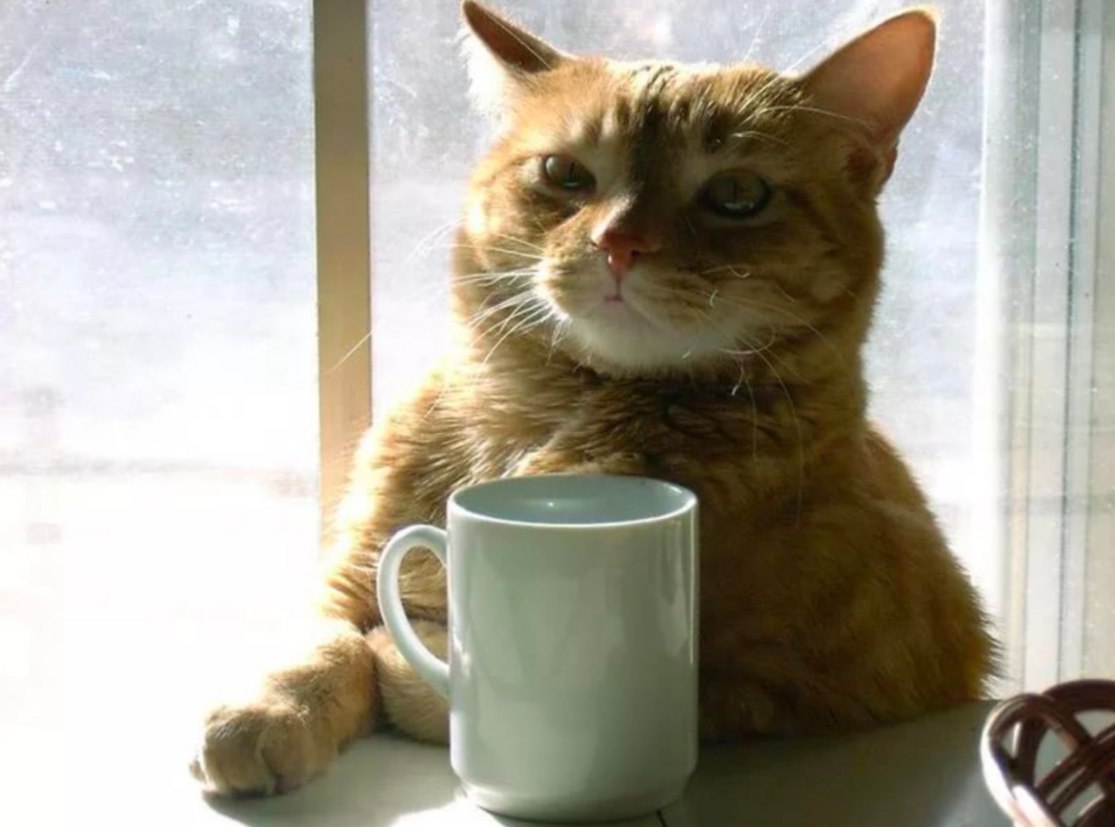 Кот пьет кофе