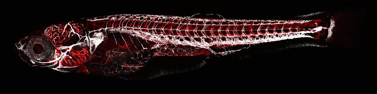 Feeling stoked to have received a distinction for this bad boy, titled 'Fishing for Blood: The zebrafish vasculature' from the @LightMicroAus 2022 imaging competition 🥳🔬🐟 #HoganLab