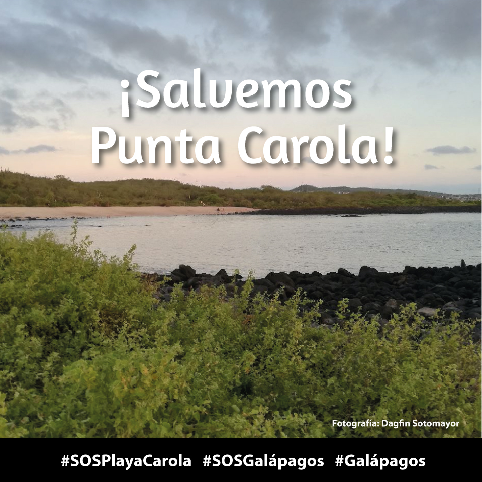 (2/5) Le decimos un NO rotundo a las construcciones invasoras en la Playa Carola – Galápagos. ¡Estamos en alerta! #SOSPlayaCarola #SOSGalápagos #Galápagos