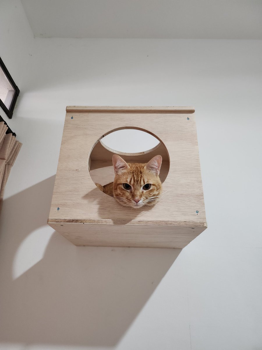 Mili,Bas,Picco,Oyen tweet media