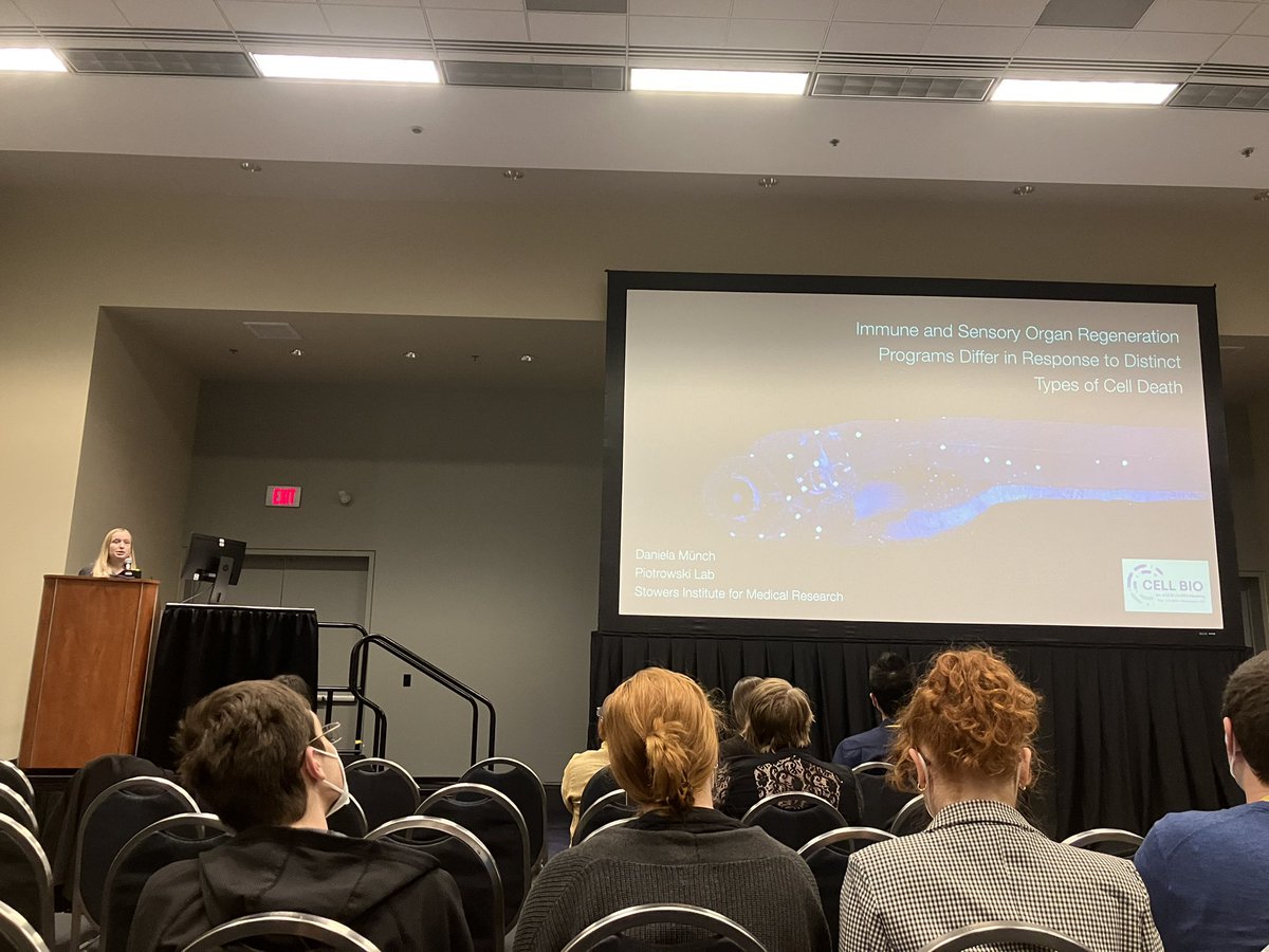 Today @daniomuench did a great job talking about her work on immune system response during zebrafish lateral line regeneration @ASCBiology. #CellBio2022 @ScienceStowers @LabPiotrowski