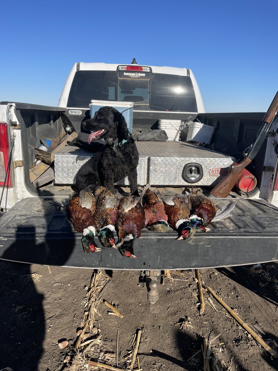 ChetEdinger's tweet photo. Happiness is #pheasant hunting Sunday morning and coming out of the 1st drive of the day with 5 birds in my game pouch. 

They didn’t come from good shooting, I suck at it. They came from my 30 pound #EnglishCocker beating all the big dogs to the retrieve. 
#gundogs #SDinTheField https://t.co/dmHE1TwZ0w