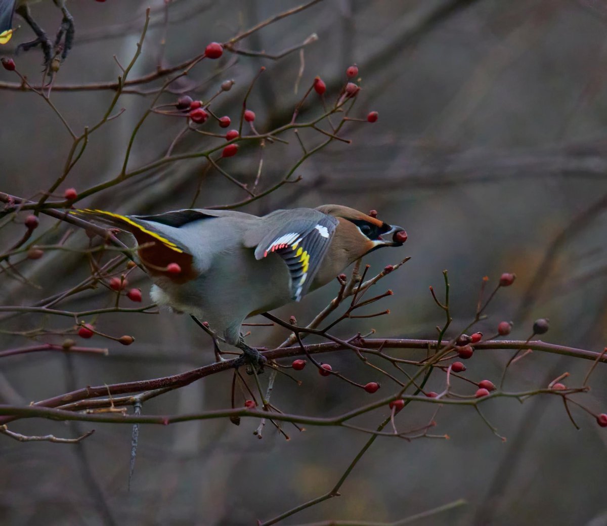 catmac124's tweet photo. Bohemian waxwing #wildlifephotography #wildlife #NaturePhotography #naturelovers #birdphotography #birdwatching #birding #NovaScotia https://t.co/klPccxfO12