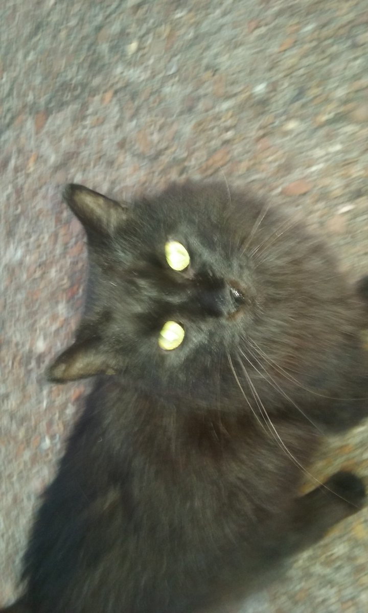 MaxThyme's tweet photo. @TheCatSenate Could be worse, our cat Alfie (who we're 99% sure was a freaking Chantilly Tiffany somehow, especially because we had another living around the corner from us) had missus+nurse holding him for the thermometer and then they realized... he liked it and they could just let go. https://t.co/frpPIIzCnV