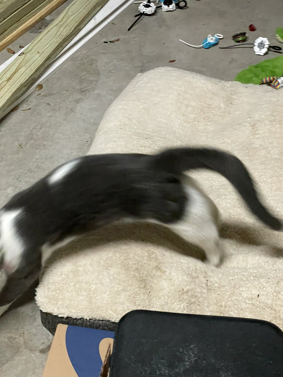 BrownieTurd's tweet photo. @eburcham I keep missing him laying down- I grab my camera and run back to find this. 🤦🏻‍♀️ #TooLate #MovingTurd #KittyTurd https://t.co/sqajtRFtTS