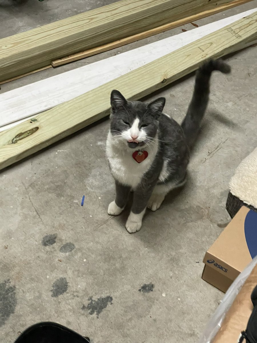 BrownieTurd's tweet photo. @eburcham I keep missing him laying down- I grab my camera and run back to find this. 🤦🏻‍♀️ #TooLate #MovingTurd #KittyTurd https://t.co/sqajtRFtTS