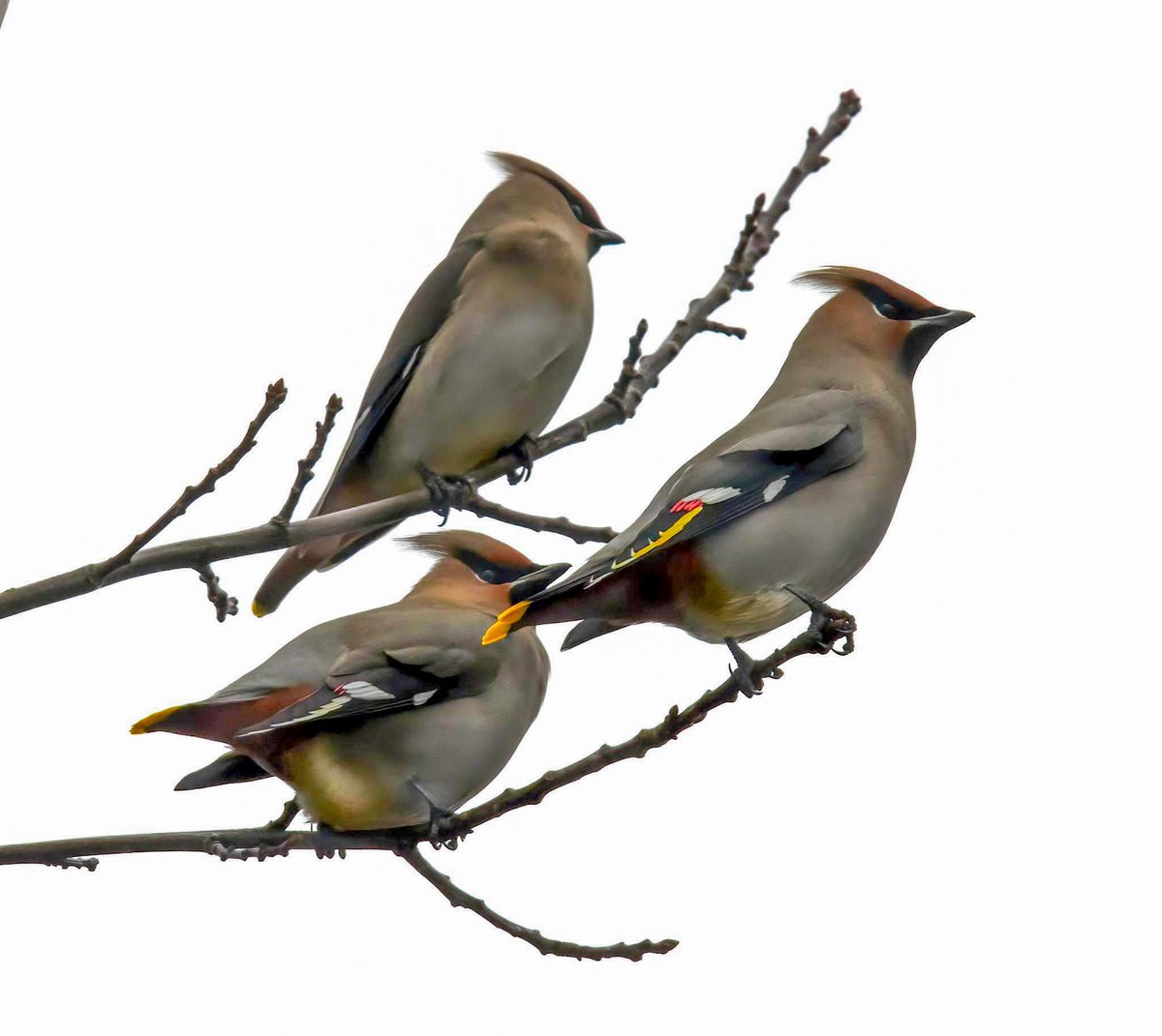 catmac124's tweet photo. Bohemian waxwings #NaturePhotography #nature #wildlife #wildlifephotography #birdphotography #birding #birdwatching #NovaScotia https://t.co/ZEyJrFsHuw