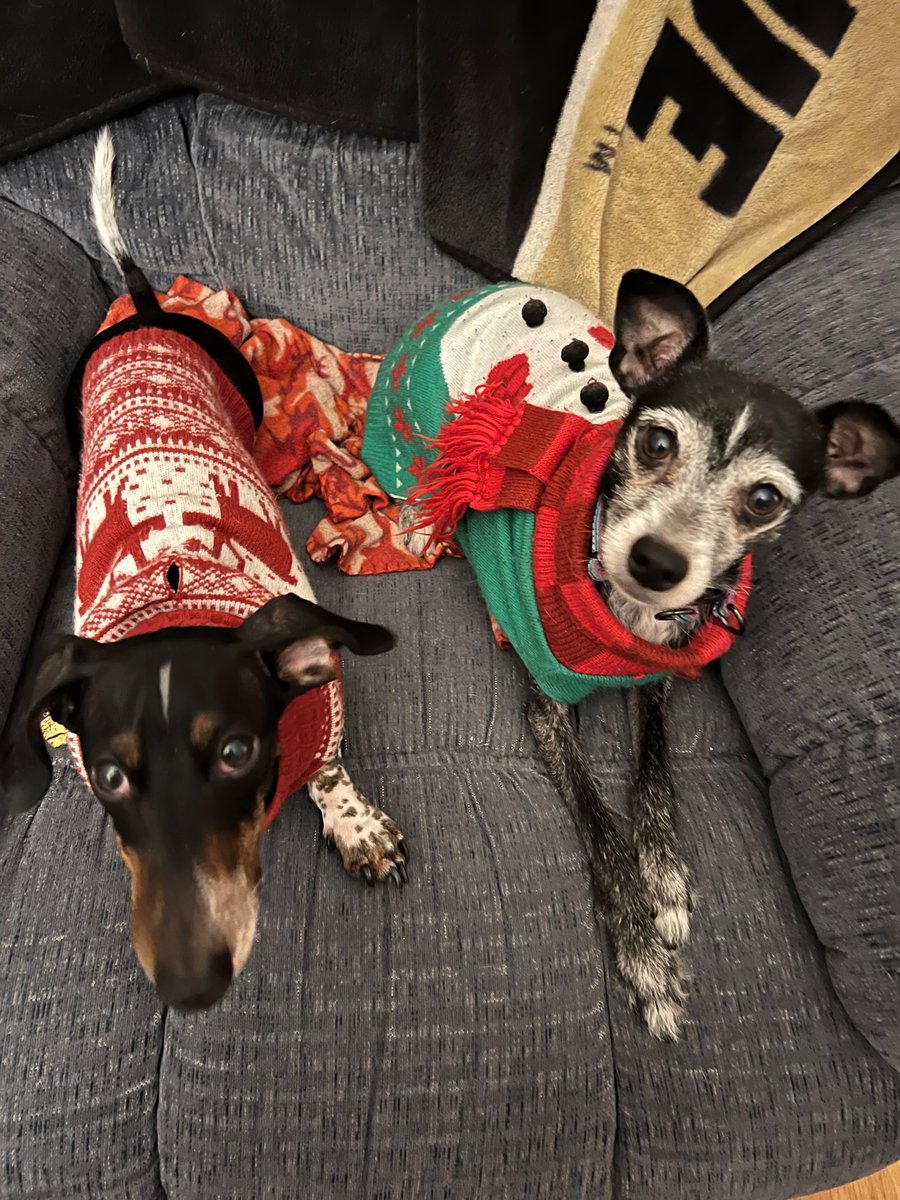 AMP2's tweet photo. Festive wee houndlets! https://t.co/6iJkigCEZf
