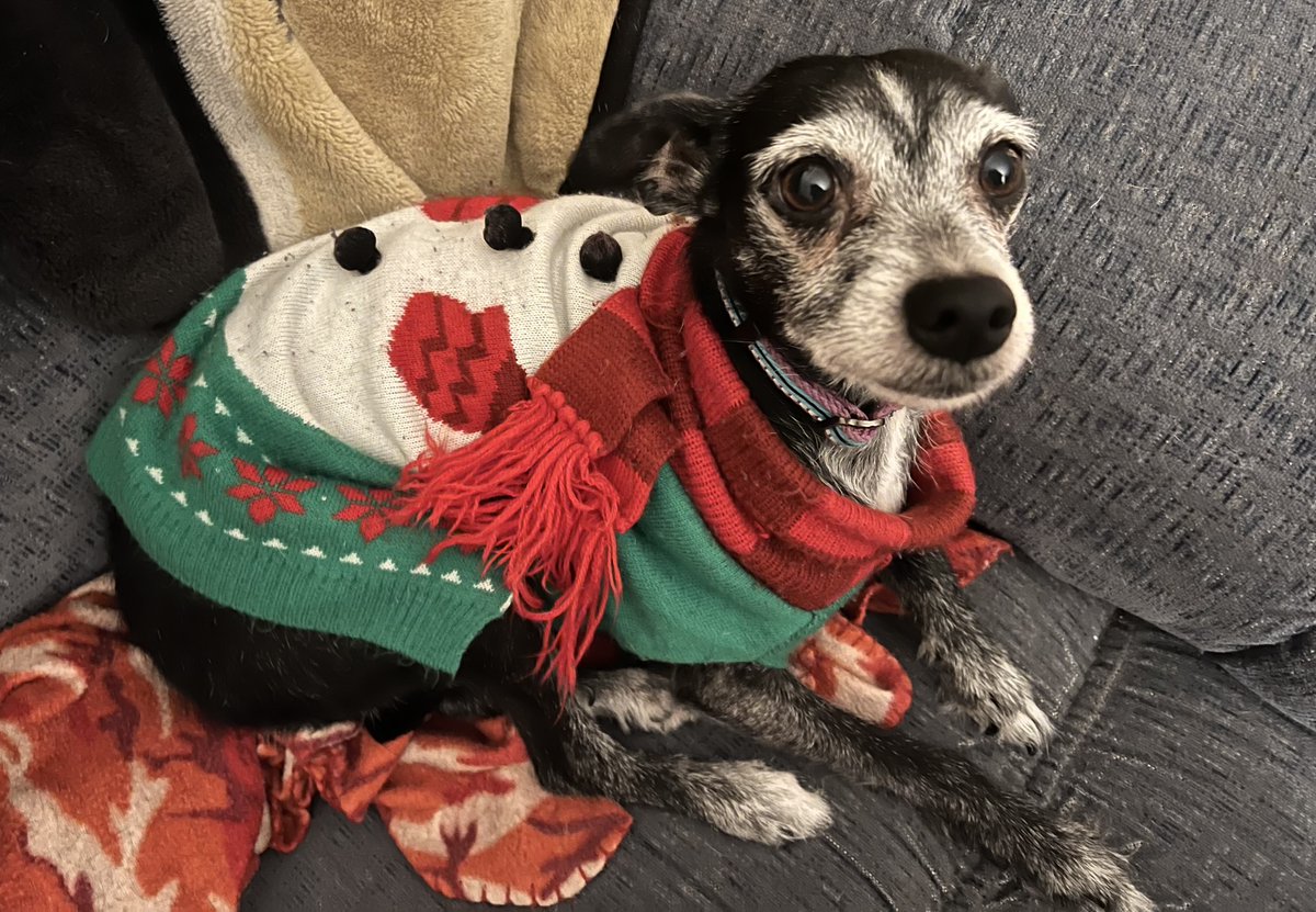 AMP2's tweet photo. Festive wee houndlets! https://t.co/6iJkigCEZf