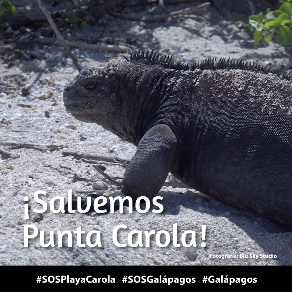 (4/5) Playa Carola – Galápagos no es un lugar común, es el hogar de especies endémicas y en peligro de extinción. CONSERVARLA no es opcional, ES NUESTRA RESPONSABILIDAD. #SOSPlayaCarola #SOSGalápagos #Galápagos