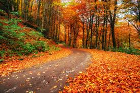 AlyssaC2702's tweet photo. An additional favorite fall tradition of mine is taking my dogs on walks with my family. #writ273mu #drpgame https://t.co/OlUPJTKOyL