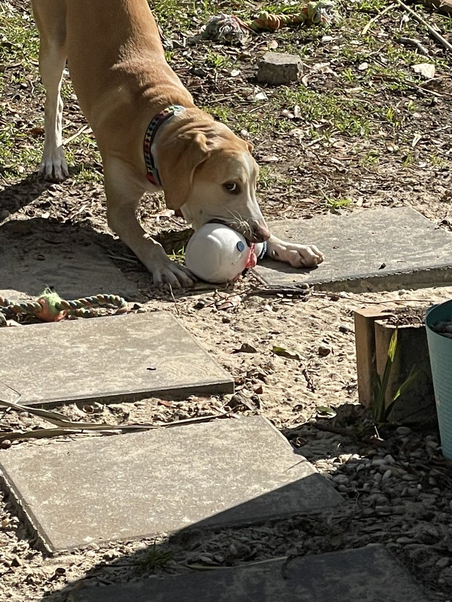BrownieTurd's tweet photo. Does this mean she likes Snowmen or hates them? Asking for a friend…. #JKAskingForMe #ViciousSnowManKiller #CounterSurfer #PennyTurd https://t.co/xbCySQmLbb