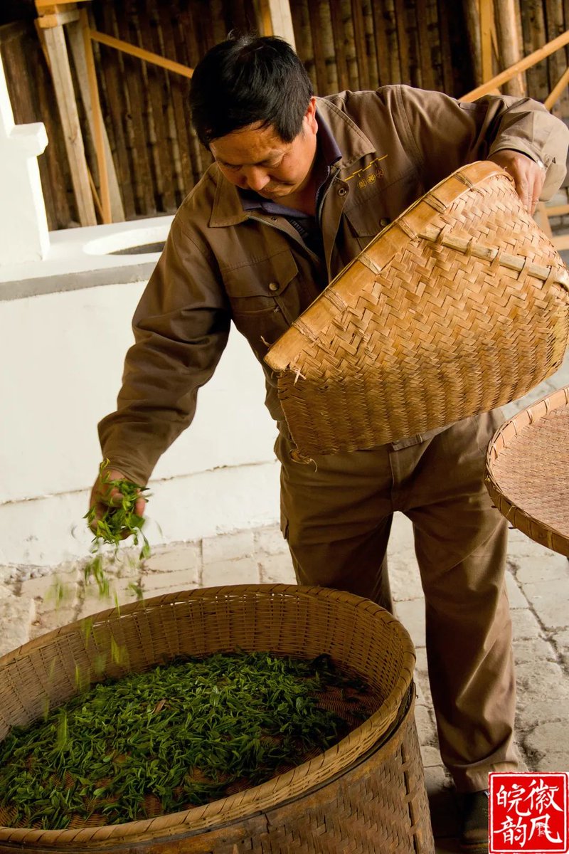 Anstronaut1's tweet photo. #UNESCO · Tea-making | #Anhui
黄山毛峰（#maofeng），安徽名茶，得名于清末，因其“白毫披身，芽尖似峰”，得名"毛峰"。黄山毛峰的基本制作工艺流程为杀青、揉捻、干燥三个步骤，其关键是利用高温杀青破坏茶树鲜叶中氧化酶的活性，以保持其翠绿色泽，香味独特。😋😋
#AmazingChina #hianhui #AnhuiTea https://t.co/4J6K79Q0U2