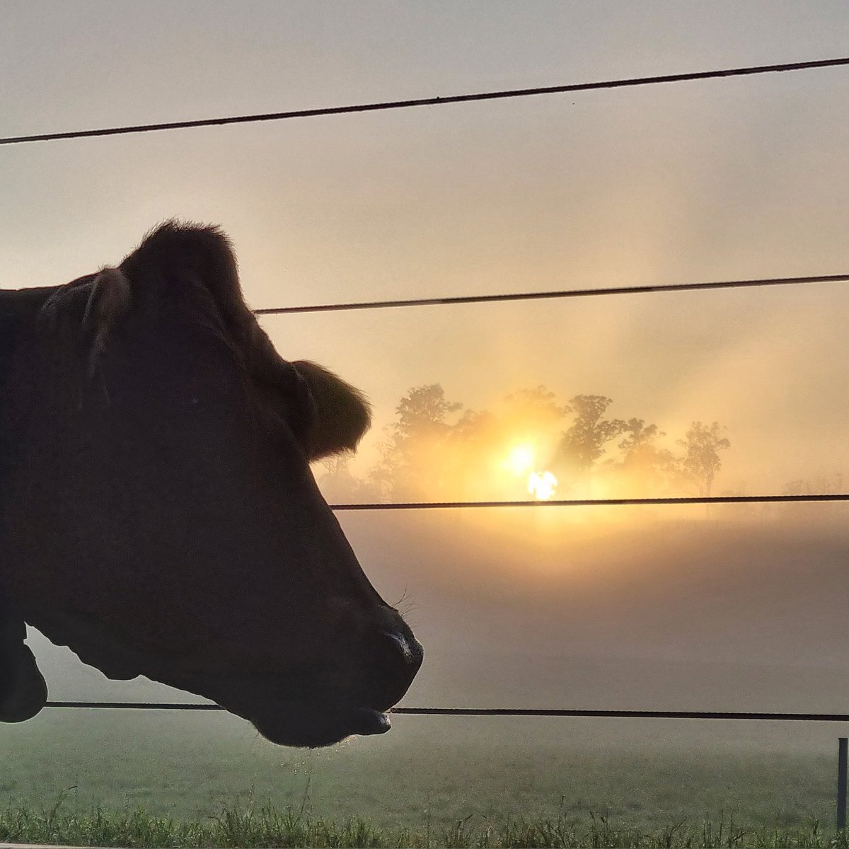 David Williams tweet media