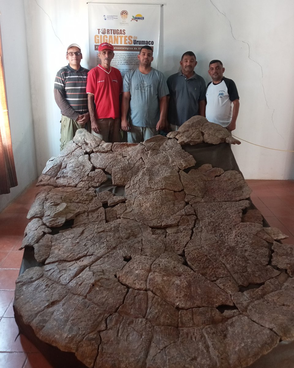 paleourumaco's tweet photo. #Reanudamos las #prospecciones en #Urumaco (Edo. Falcón, #Venezuela) para #estudiar su #registro #fosil
[https://t.co/LNFbuLZyX3]

#Prospecting in Urumaco (Falcón State, #Vzla) is reactivated to discover its #paleontological #treasure
[https://t.co/btU7WAhRSV] https://t.co/l3lQcH7gBd