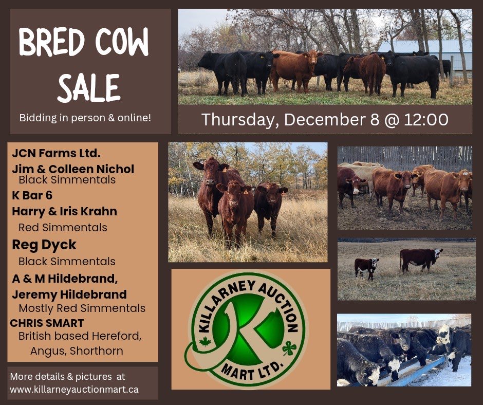 Exceptional local cows coming this week.  Will be in the yard and ready for viewing Wednesday afternoon.