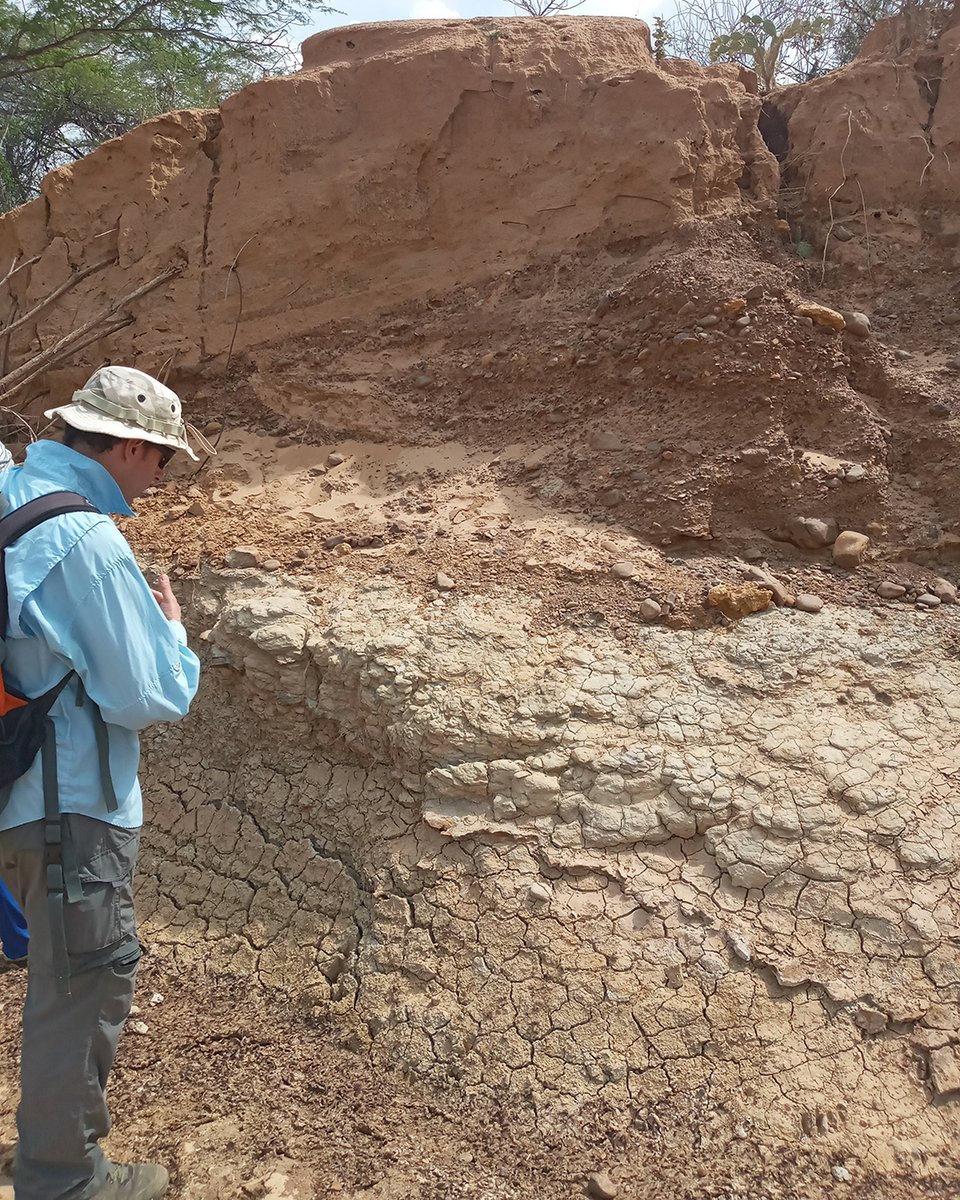paleourumaco's tweet photo. #Reanudamos las #prospecciones en #Urumaco (Edo. Falcón, #Venezuela) para #estudiar su #registro #fosil
[https://t.co/LNFbuLZyX3]

#Prospecting in Urumaco (Falcón State, #Vzla) is reactivated to discover its #paleontological #treasure
[https://t.co/btU7WAhRSV] https://t.co/l3lQcH7gBd