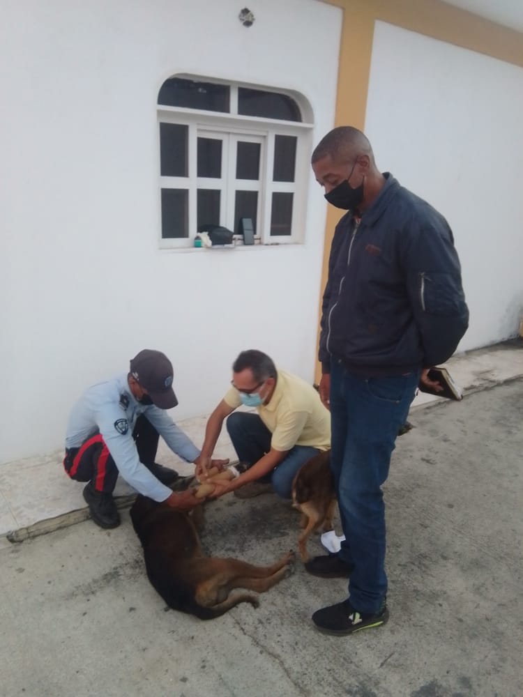 GranInversiones's tweet photo. Cabe destacar que el veterinario en compañía de 2 funcionarios de la @Polilaraoficial hicieron acto de presencia, constatando la situación y entablillando la patica del perrito @TarekWiliamSaab @MinpublicoVEN https://t.co/YUZSzZ0rEZ