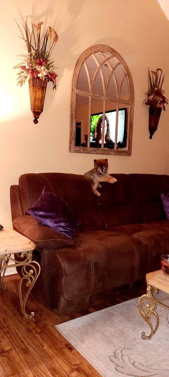 Gizmo likes to be "high" 😉