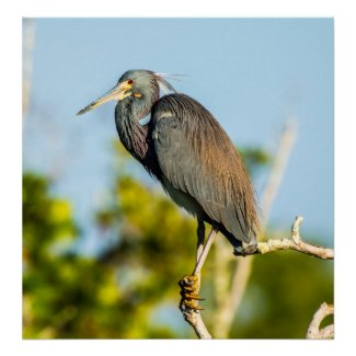 LowellMcnamara's tweet photo. https://t.co/CXCeOC9T9O #BirdPerfect #Heron #LouisianaHeron #Birding #Nature #Florida #sanibelisland #FortMyers #Birds #LookAgainPhotography #LookAgain #ArchivalPrint #Zazzle Original photography by Daniel McNamara https://t.co/RAtBKtB4Te