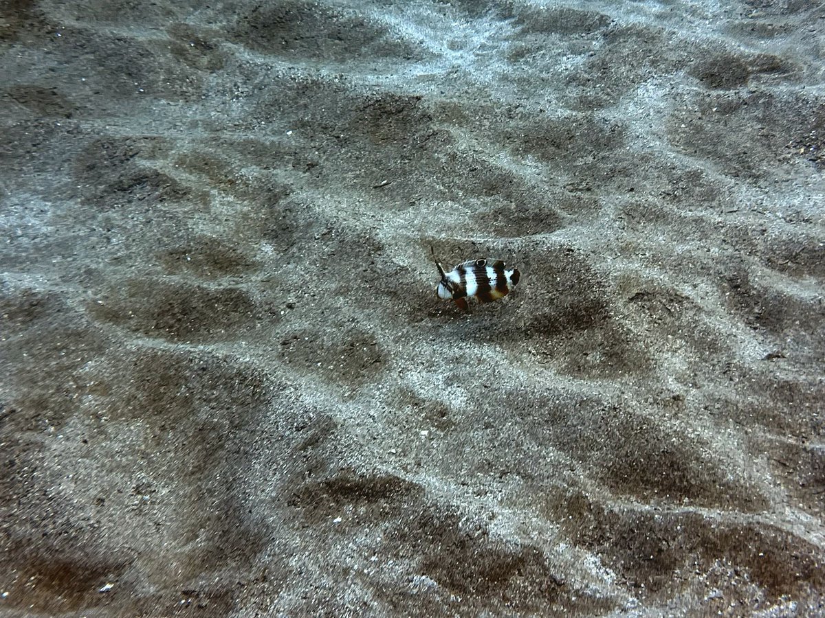 Thefuturo99's tweet photo. Another amazing morning under the sea. https://t.co/WV6G6fhECC