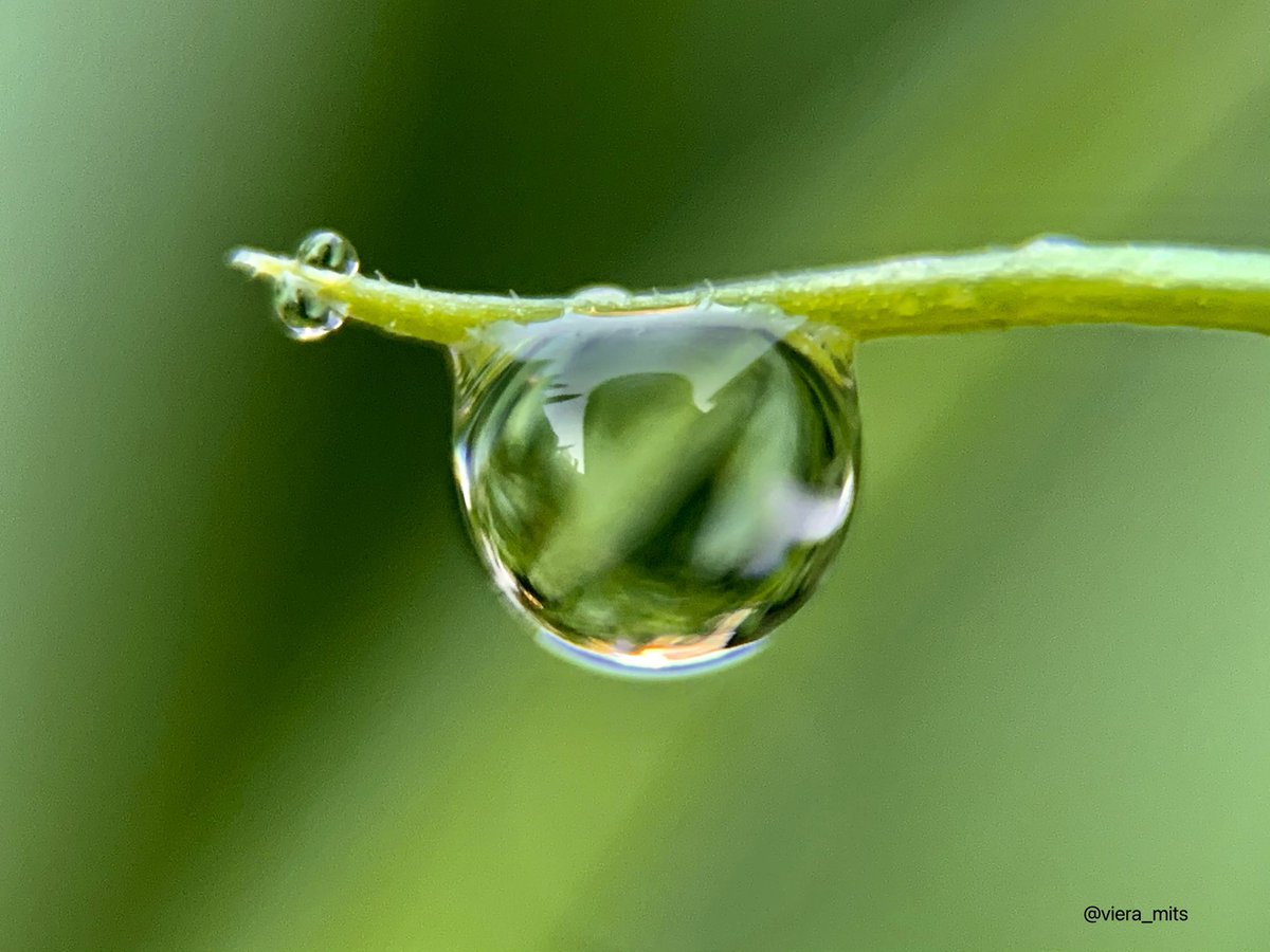 Good Morning dear friends  💚

#NatureFriends  #droplets #macrophotography #naturelovers